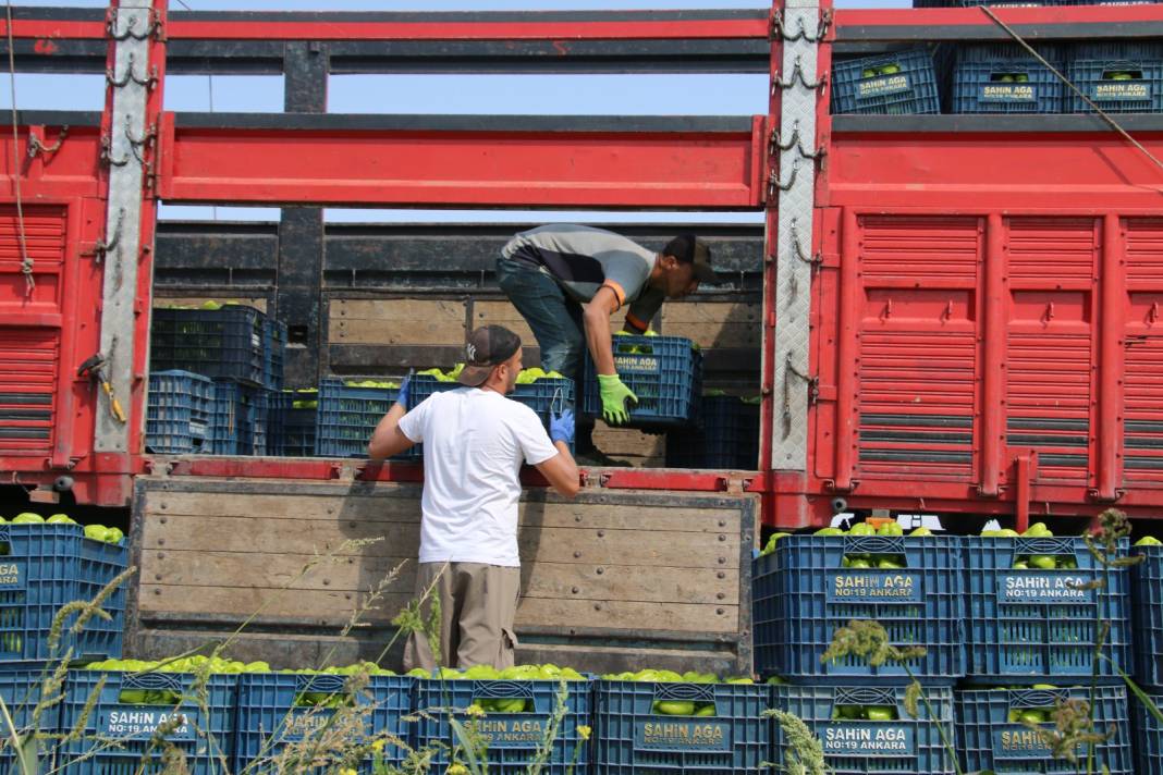 Arpa, nohut, şeker üretimiyle ünlü ilçede bu yıl ilk defa ekildi: Hasadı yüz güldürdü 6